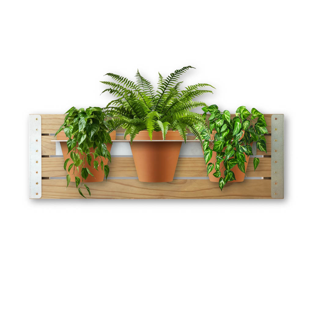 WALL-PINE-GALV-PLANTS